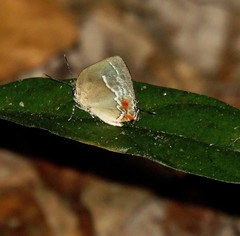 Strephonota adela