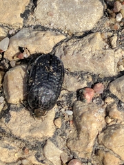 Thanatophilus rugosus