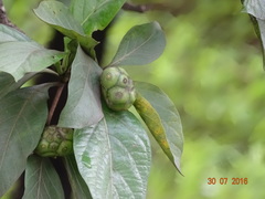 Morinda pubescens