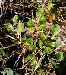 Salix fuscescens