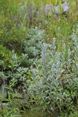 Artemisia lagocephala