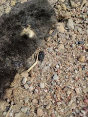 Thanatophilus rugosus