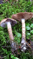 Cortinarius pholideus