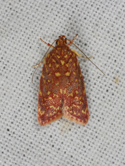 Syringoseca rhodoxantha