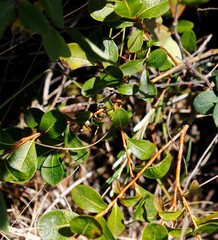 Salix fuscescens