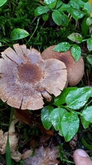 Cortinarius pholideus