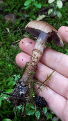 Cortinarius pholideus