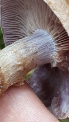 Cortinarius pholideus