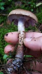 Cortinarius pholideus