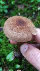 Cortinarius pholideus