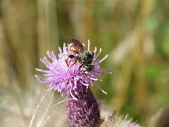 Epeoloides coecutiens