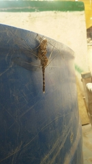 Bradinopyga geminata