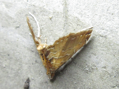 Elophila turbata