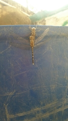 Bradinopyga geminata