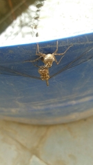 Bradinopyga geminata