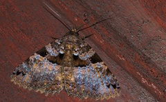 Sypna persubsignata