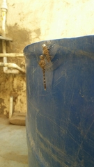 Bradinopyga geminata