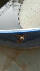 Bradinopyga geminata