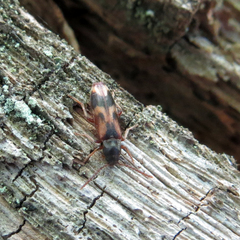 Hypulus quercinus