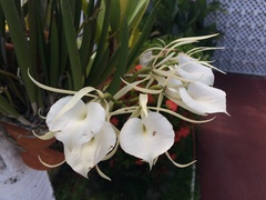 Brassavola