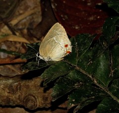 Strephonota cyllarissus