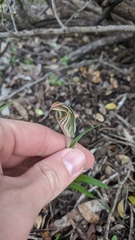 Pterostylis robusta
