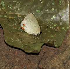 Strephonota cyllarissus