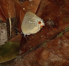 Strephonota adela