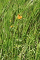 Trollius macropetalus