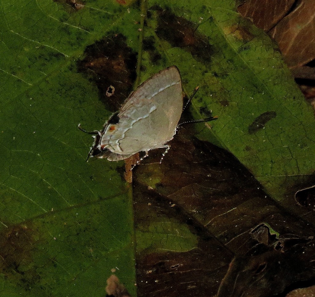 Ostrinotes silva