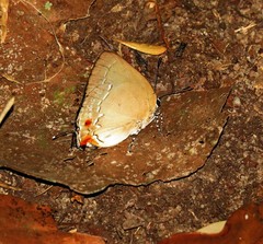 Strephonota