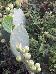 Opuntia tunoidea