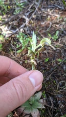 Pterostylis lepida