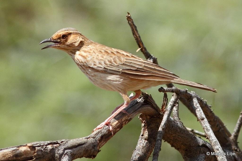 Pink-breasted Lark photo