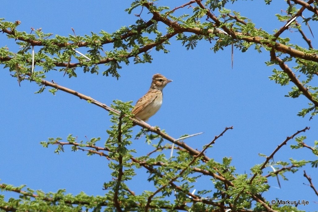 Friedmann's Lark photo