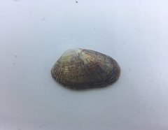 Irus crenatus