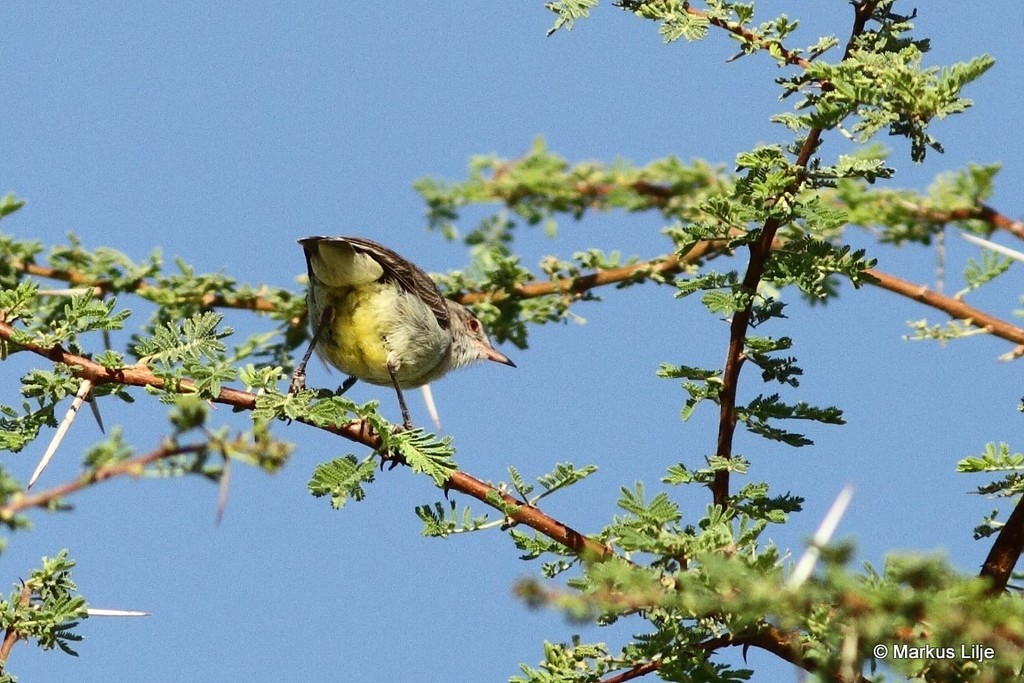 Yellow-vented Eremomela