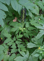 Actaea asiatica