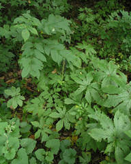 Actaea asiatica