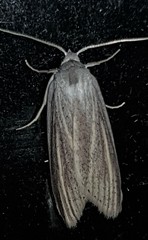 Prionopterina grammatistis