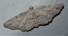 Syneora acclinis