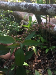 Acalypha portoricensis