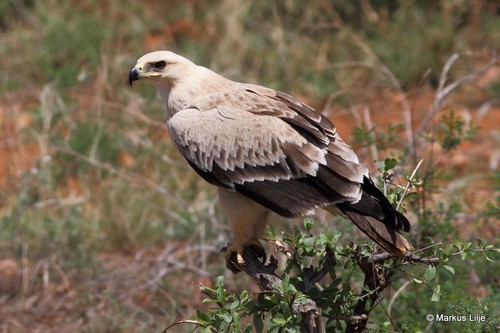 Tawny Eagle
