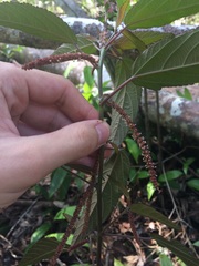 Acalypha portoricensis