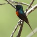 Black-bellied Sunbird - Photo (c) markus lilje, some rights reserved (CC BY-NC-ND)