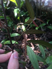 Acalypha portoricensis