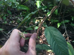 Acalypha portoricensis