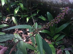 Acalypha portoricensis