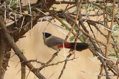 Brunhilda charmosyna