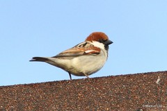 Passer castanopterus